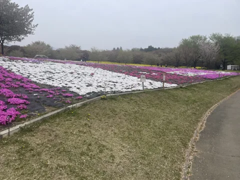前橋から赤城 赤城南面千本桜