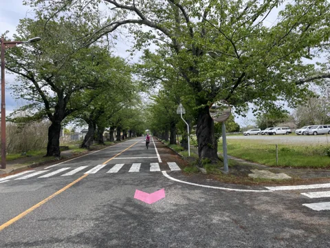 大熊町からいわき 夜の森桜並木